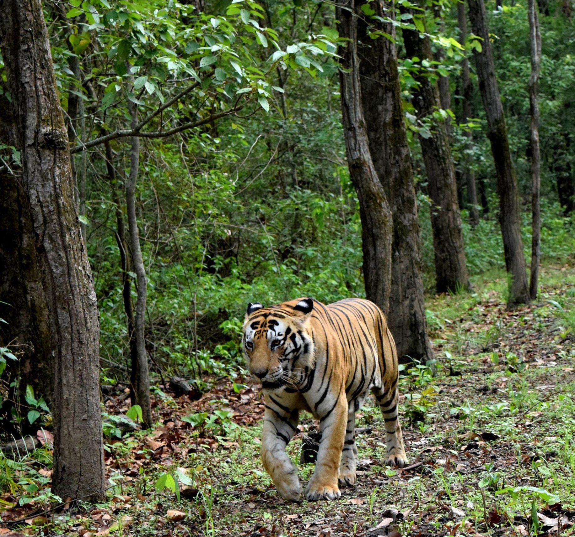 Panna National Park